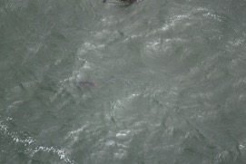 Missing Picture